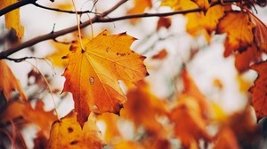 maple, leaf, autumn, branches