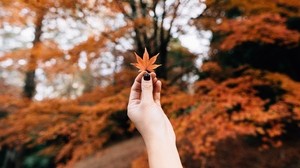枫树，叶子，秋天，手