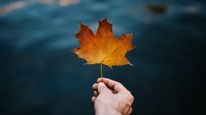 maple, leaf, hand, autumn, blur - wallpapers, picture