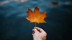 lönn, blad, hand, höst, oskärpa