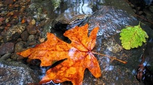 maple, leaf, water, wet