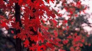 maple, leaves, autumn, tree, branches, blur - wallpapers, picture