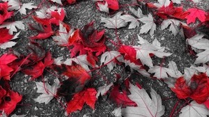 maple, leaves, autumn, foliage, fallen
