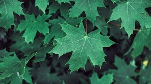 maple, leaves, branches, green