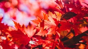 maple, leaves, glare