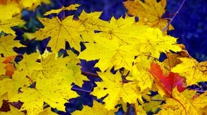 acero, foglie, autunno, caduto, giallo