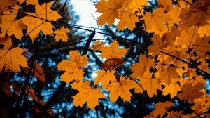 maple, leaves, autumn, branches