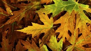 maple, leaves, dry - wallpapers, picture