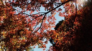 maple, autumn, trees, branches, autumnal