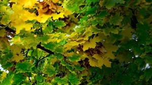 arce, septiembre, hojas, otoño, sombra