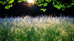 maple, branch, leaves, grass, ears, sun, light - wallpapers, picture