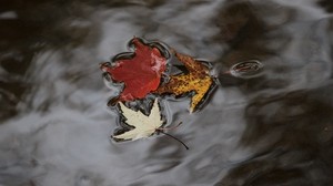 maple leaves, autumn, water, fallen