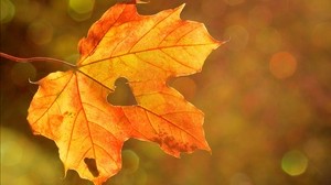 maple leaf, autumn, heart