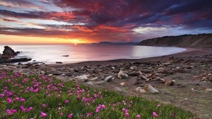 clover, shore, stones, sunset, flowers