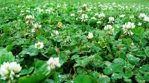 clover, leaves, drops, after the rain