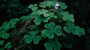 clover, grass, foliage - wallpapers, picture