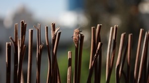 bug, insect, twigs, camouflage - wallpapers, picture