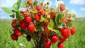 strawberries, bouquet, berry, leaves, summer