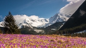 azafrán, montañas, flores, paisaje de montaña