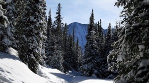 colorado, ate, forest, trees, snow, winter, mountains, sky