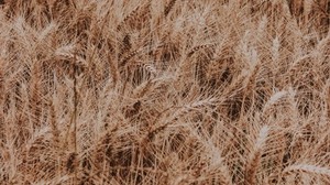 ears of corn, field, plant, inflorescences