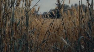 小穗，小麦，田野，干燥，农作物