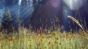 ears of corn, flowers, meadow, sun, glare, reflections