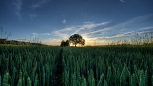 ears of wood, tree, summer, sky, colors, field - wallpapers, picture