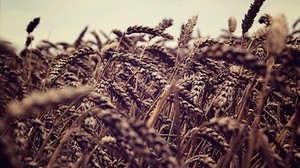 ears of corn, field, rye, gloomy
