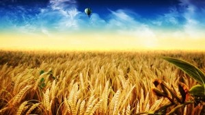 ears of air, balloon, aerostat, field, yellow, gold, autumn, harvest, flight