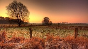 stakes, hedge, field, frost