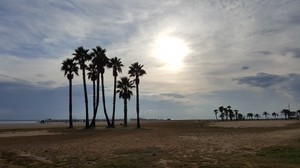 coma ruga, spain, beach, palm trees