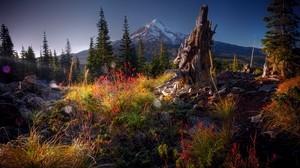driftwood, stump, tree, vegetation, grass, stones, shrubs, ate, top - wallpapers, picture