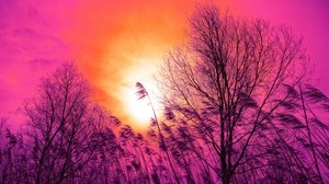 alberi, tramonto, canna, erba, cielo - wallpapers, picture