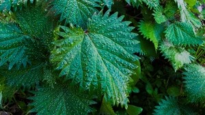 nettle, leaves, drops, closeup - wallpapers, picture