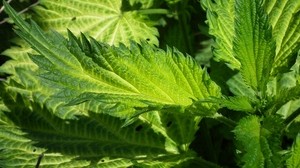 nettle, leaves, plant