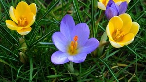 crocuses, flowers, grass - wallpapers, picture