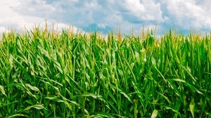 corn, field, summer, farm