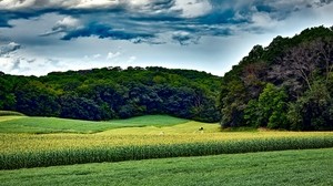 Maisfeld, Bäume, Gras, Sommer, Wisconsin