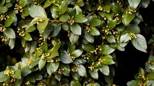 buske, blad, grenar, växt, grön - wallpapers, picture