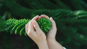 bush, branch, hands - wallpapers, picture