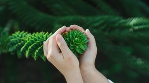 bush, branch, hands