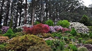 bushes, trees, flowers, garden, greens, flowering - wallpapers, picture