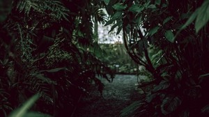 bushes, path, garden, plants, green