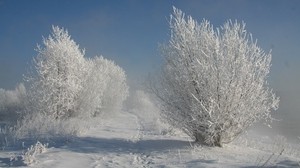 bushes, hoarfrost, snow, tracks, track, snow-white, landscape, shadows