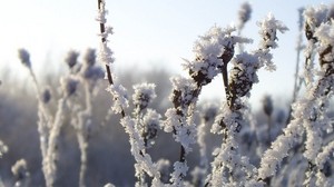 bushes, frost, snow, winter, ice, cold