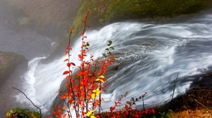 bushes, autumn, water, stream, river, leaves, yellow, orange, twigs