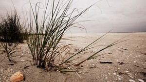 bushes, grass, sand, shell, beach, cloudy, emptiness