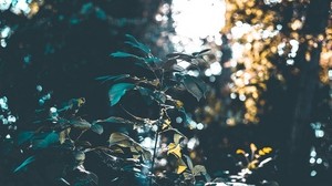 bushes, branches, forest, sunlight, blur - wallpapers, picture
