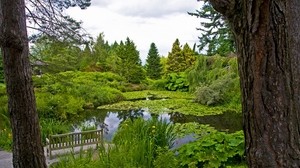 water lilies, pond, trees, trunks, cloudy, bench